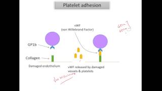 Platelet activation [upl. by Lorelle830]