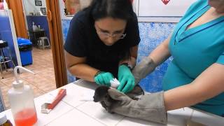 Orphaned Baby Howler Monkey at the Veterinarian [upl. by Robby893]