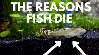 Common Fish Diseases How to Prevent and Cure Illness in Aquariums [upl. by Suivatnod]