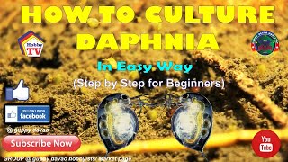 HOW TO CULTURE DAPHNIA In Easy Way [upl. by Einhoj]