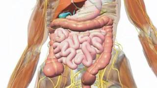 Gallbladder  Understanding Your Gallbladder [upl. by Rea298]