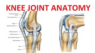 Knee Joint Anatomy [upl. by Aziza]