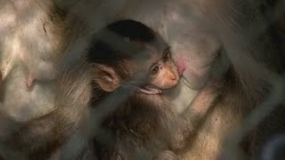 Dozens of disruptive monkeys relocated in Thailand [upl. by Kolb]