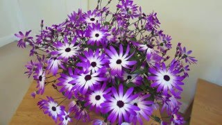 Senetti Care [upl. by Keldon]