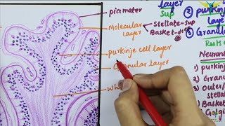 Histology of CEREBELLAR CORTEX [upl. by Mcgray]