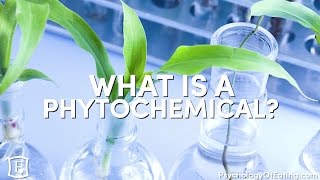 What is a Phytochemical  with Marc David [upl. by James]