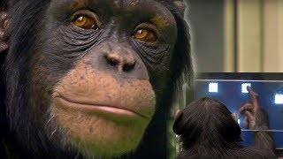 Chimp vs Human  Memory Test  BBC Earth [upl. by Amalita]